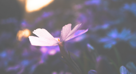 Eating disorders awareness: a purple flower blooms under the light of a ray of sunshine